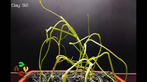 Growing garlic time lapse