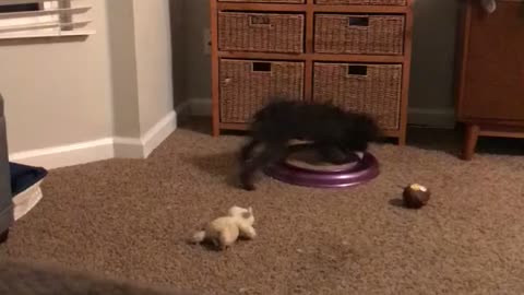 Leo plays with a cat toy