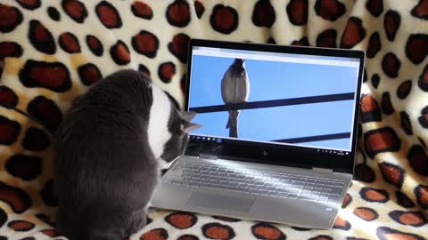 A cat watches a bird on a computer screen ... laughing ... 😂😂😂
