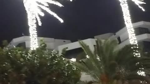 Magical Palm Tree Lights: Christmas Illumination on Palm Beach Island in Florida!
