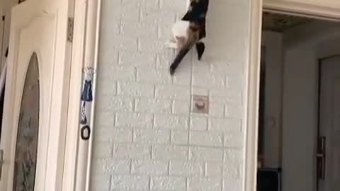 Amazing cat jump