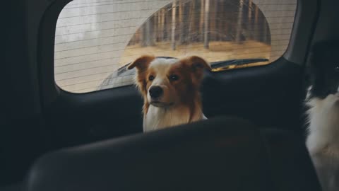 Two curious border collie dogs look at the car window