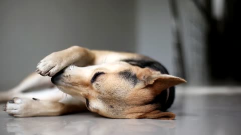 Dog lying down the floor