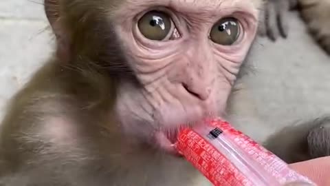 monkey#babies#is very adorable#Shorts