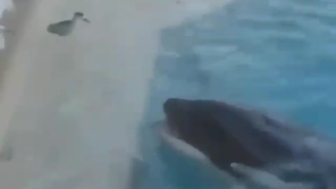 Orca attacking birds in the aquarium