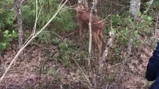 Motorists Help to Reunite Moose with Their Mother