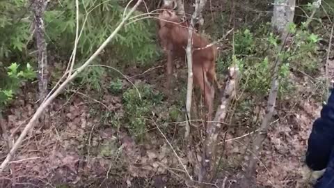 Motorists Help to Reunite Moose with Their Mother