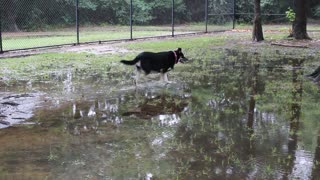 Squirrel won't come down and play with Layla! Must be the rain!