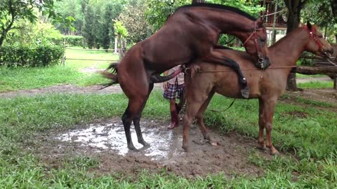 Wow!!! Horse mating | Amazing Man Breed bred Horse | How to bred Horse Part 1