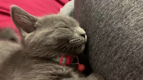 Purring Kitty Falls Asleep Sitting