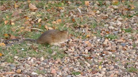 Cute Rodent Beautiful Video