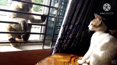 cat_vs._Monkey(360p)