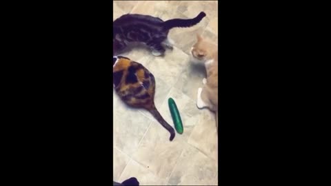 Cat funny videos new