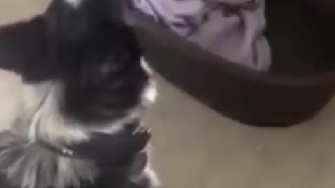 Black white dog howls while music is playing in the background