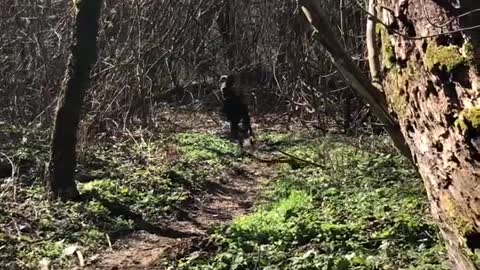 Very Fast 6 Months Old Doberman Runing in the Forest