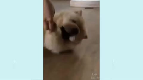 Fanny dog video