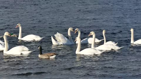 Swans Ducks Water White swans ducks water white