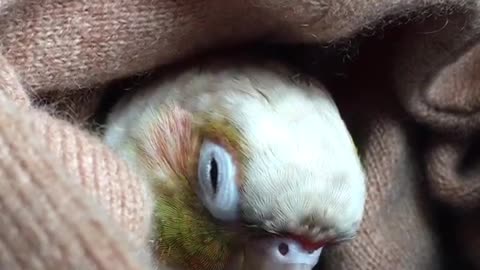 Sleepy Parrot