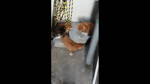 First discovery of kittens at home
