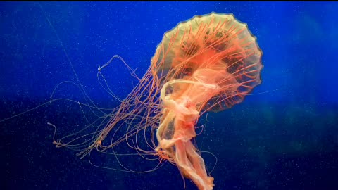 Jellyfish movement