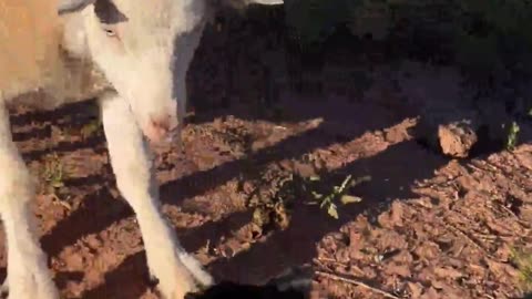 The H5 Ranch Diaries: Petunia the Piglet's Goat Encounter