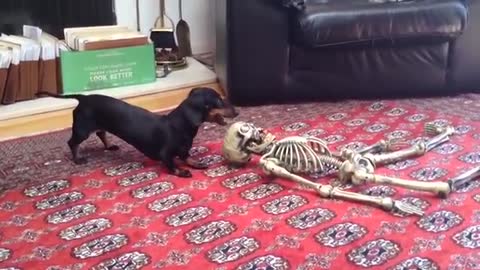 funny dogs scared of Halloween, I can't stop laughing