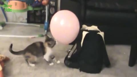 Cats vs baloons