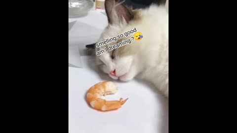 This cat was dreaming about food😋 and dream became true 😍