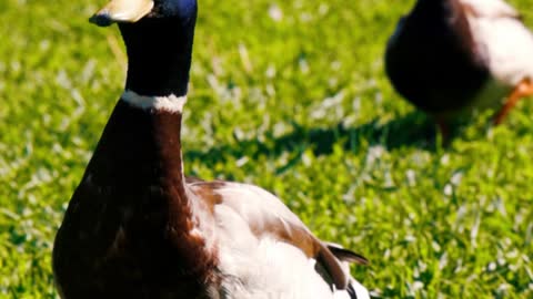 A Duck on the Grass Flapping it's Wings