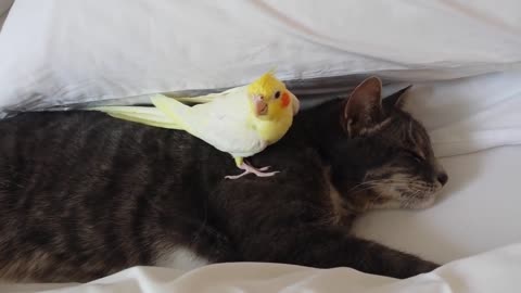 cockatiel protecting cat