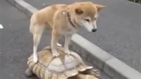 This dog look s so Harry so he ride this turtle