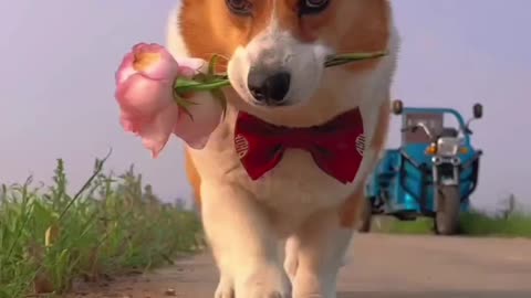 dog and flowers