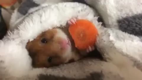 This hamster is hungry 😍😍😘