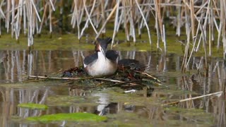 Great Crested Grebe Pair & Nest