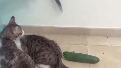 Gatos y frutas lo que le pasa a un gato gracioso