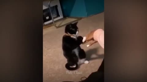 Funny cats || funny cats with man 🤣🤣🤣