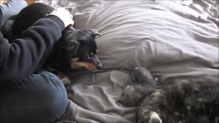 Excited Puppy Meeting 4 Day old Kittens