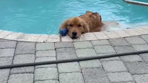 Sassy Golden Loves Playing Keep Away