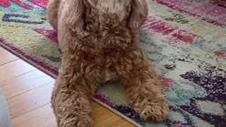 Crazy Doggy Howls With His Favorite Toy In His Mouth