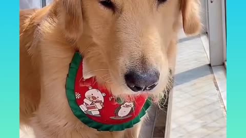 Dog drinking funny video