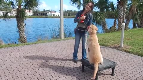 Dog training the best method