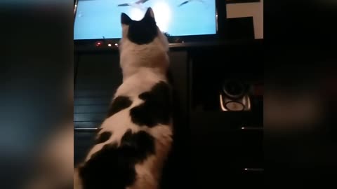 Gato mira documental de animales, intenta atrapar flamencos