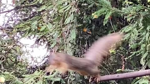 Squirrel On Red Wood LA US #Nature #Squirrel #Dog #Panda