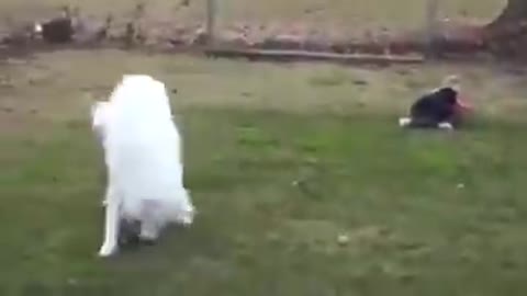 Cute dog teaches how to catch a ball