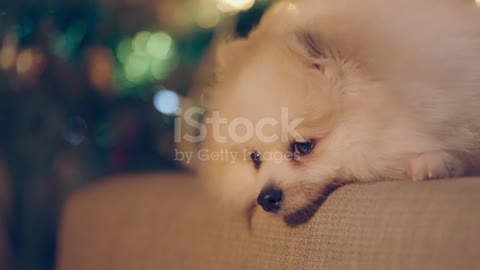 Funny and cute Pomeranian dog || Arifvhai