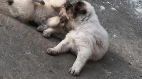 A Lazy fight Between two street puppies 🐶