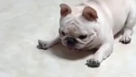 Funny animals playing with toys.