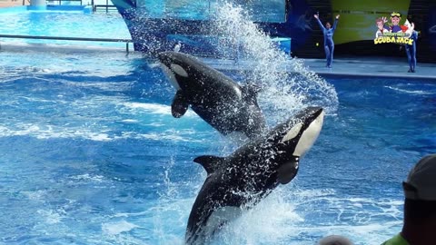 Interesting Facts About Killer Whales