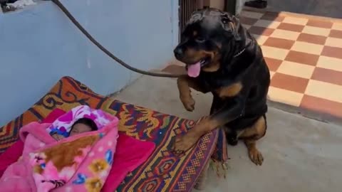 dog is protecting my newborn baby|| guard dog | newborn baby with dog