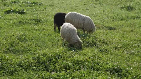 Close-up of sheep grazing on grass